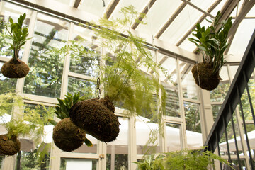 Detail view of kokodama ball with fern leaves in greenhouse interior. Natural lighting and vertical...