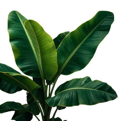 Lush green banana leaves with prominent veins and yellow edges isolated on a transparent background