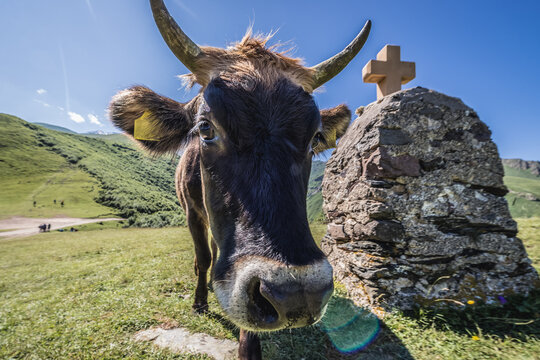 Cow next to stone cross near Tsminda Sameba - Trinity Church in Caucasus Mountains in Gergeti village, Georgia