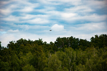 Hill landscape with forest. Nature forest with cloudy sky. Green forest wood landscape. Nature of mixed forest. Landscape of scenery nature. Scenic landscape of woodland. Bird in wildness
