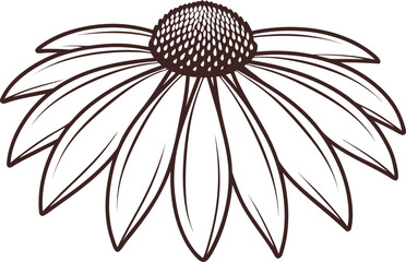 Black Eyed Susan Botanical Illustration. Realistic Black Eyed Susan Flower Artwork. Elegant Black Eyed Susan Blossom Design. Isolated Black Eyed Susan Plant Drawing. Decorative Black Eyed Susan Garden