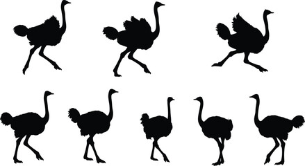 Ostrich bird silhouettes running, walking, African wildlife illustration, flightless bird poses, animal locomotion study, black and white vector design