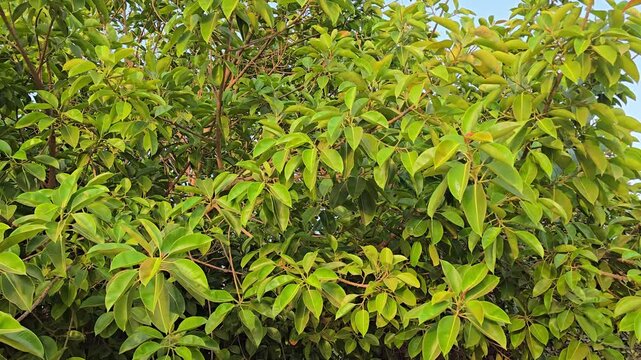 Wide view of a large ficus tree with dense crown and big green leaves growing in a warm climate.