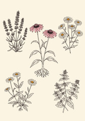 Vector art of botanical illustration of various flowers, including lavender, echinacea, and daisies, arranged in a charming and vintageinspired composition