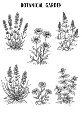 Vector art of botanical garden illustration featuring a variety of herbs and flowers in a vintage style, , perfect for design