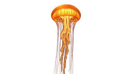 Fiery orange jellyfish against black background