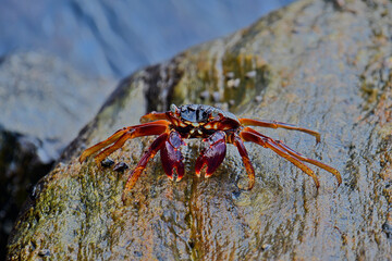 A crab with a dark shell and reddish claws clings to a wet, textured rock face. The background shows blurred, rushing water, creating a sense of a natural, coastal habitat.