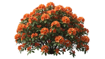 Dense cluster of orange azalea flowers