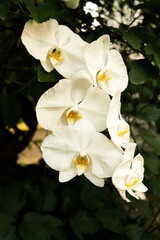Fototapeta premium Close-up of white flowers blooming against a green leafy background, representing purity, freshness, and elegance.