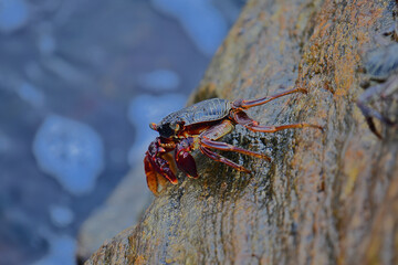 A crab with a dark shell and reddish claws clings to a wet, textured rock face. The background shows blurred, rushing water, creating a sense of a natural, coastal habitat.
