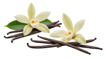 Two vanilla orchid blossoms rest on a bed of vanilla pods
