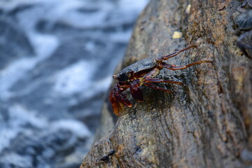 A crab with a dark shell and reddish claws clings to a wet, textured rock face. The background shows blurred, rushing water, creating a sense of a natural, coastal habitat.