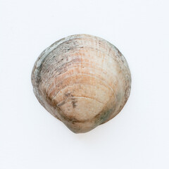 Single seashell on white background top view natural marine texture