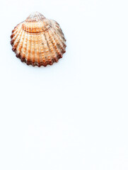 Single seashell on white background with copy space