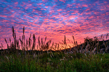 山中湖から朝焼けとススキ