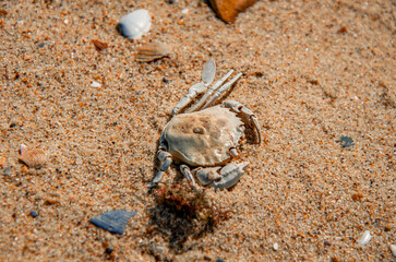 The Circle of Life: A Dried Crab Carapace on a Sandy Beach