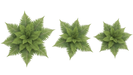 Three stylized, symmetrical plants, light green, star-shaped, with detailed leaf outlines, viewed from above