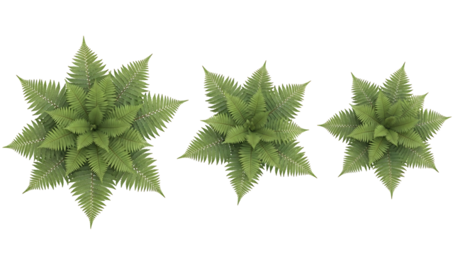 Three stylized, symmetrical plants, light green, star-shaped, with detailed leaf outlines, viewed from above