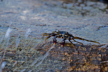 A crab with a dark shell and reddish claws clings to a wet, textured rock face. The background shows blurred, rushing water, creating a sense of a natural, coastal habitat.