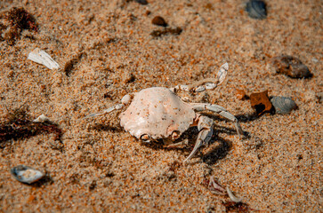 The Circle of Life: A Dried Crab Carapace on a Sandy Beach