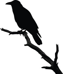 Silhouette of a crow perched on a bare branch isolated against a white backdrop vector