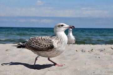Obraz premium Junge Großmöwe