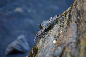 A crab with a dark shell and reddish claws clings to a wet, textured rock face. The background shows blurred, rushing water, creating a sense of a natural, coastal habitat.