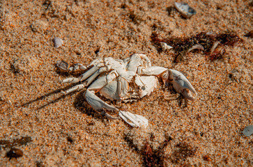 The Circle of Life: A Dried Crab Carapace on a Sandy Beach