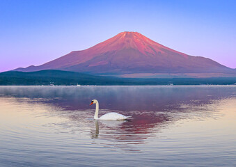 山中湖から赤富士と白鳥