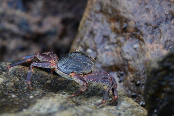 A crab with a dark shell and reddish claws clings to a wet, textured rock face. The background shows blurred, rushing water, creating a sense of a natural, coastal habitat.