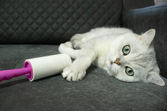 Cat lying on upholstered sofa with lint roller nearby. Furniture surface covered with pet fur. Closeup view of shedding problem. Concept of hygiene and allergy issue.