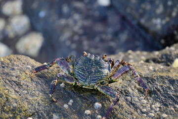 A crab with a dark shell and reddish claws clings to a wet, textured rock face. The background shows blurred, rushing water, creating a sense of a natural, coastal habitat.