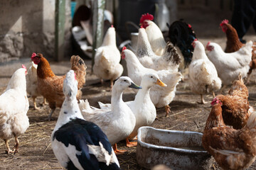 Ducks and chickens roaming freely in a rustic farmyard during daylight hours