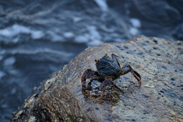 A crab with a dark shell and reddish claws clings to a wet, textured rock face. The background shows blurred, rushing water, creating a sense of a natural, coastal habitat.