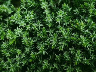 Juniper needles on green grass background, festive and fresh