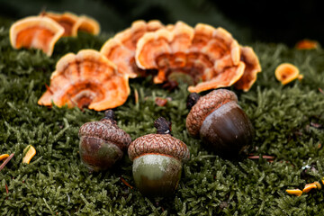 Acorns and Turkey Tail Fungi on Mossy Forest Floor- Germany