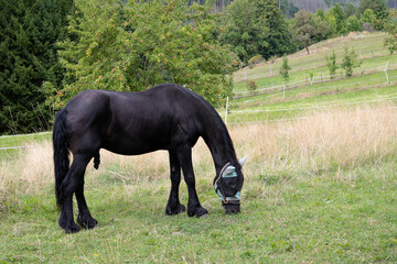 Ein schöner Friesenhengst auf einer Weide  - Ein Rappen der Rasse Friesenpferde