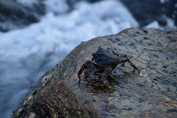 A crab with a dark shell and reddish claws clings to a wet, textured rock face. The background shows blurred, rushing water, creating a sense of a natural, coastal habitat.
