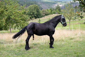 Ein stolzer Hengst  im Trab auf einer Weide  - Ein Rappen der Rasse Friesenpferde