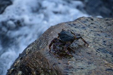 A crab with a dark shell and reddish claws clings to a wet, textured rock face. The background shows blurred, rushing water, creating a sense of a natural, coastal habitat.