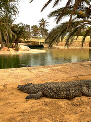Crocodiles lay on the ground and near a pond at the Djerba crocodile farm in Tunisia. The setting includes lush greenery and a glass-roofed area ideal for sunbathing.