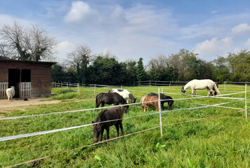 Allevamento Cavalli dentro al recinto del maneggio - pascolo