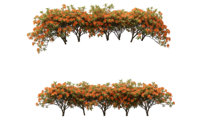 Two horizontal rows of dense, flowering shrubs