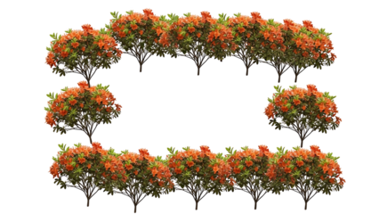 Orange trees frame empty space