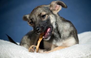dog chewing on a bone