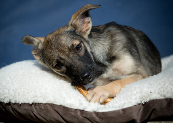A close-up of a dog chewing a bone