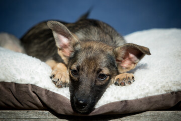 a sad puppy lies on a pillow