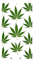 Fototapeta premium Bright Green Cannabis Leaves with Transparent Background, Glossy Cutout Design Element