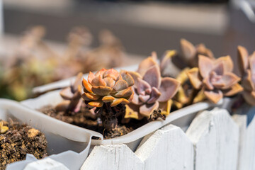 Beautiful Close-Up of Colorful Succulent Plants in a White Wooden Planter