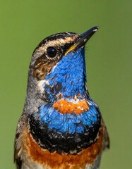 Close-up portrait of a colorful bird
